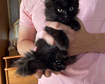 Кошки в Тюмени: Отдам котят в добрые руки Мальчик, 1 руб. - фото 2