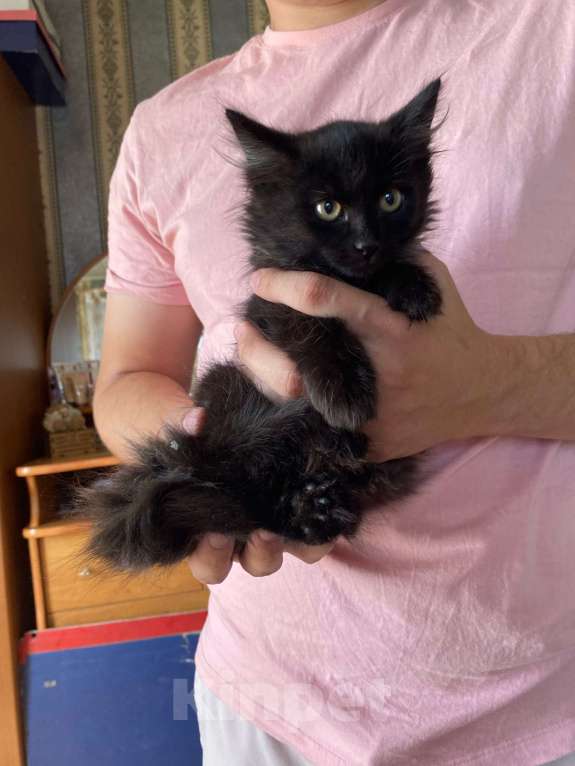 Кошки в Тюмени: Отдам котят в добрые руки Мальчик, 1 руб. - фото 2