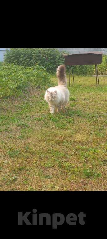 Кошки в Тюмени: Отдам кота в добрые руки Мальчик, Бесплатно - фото 4