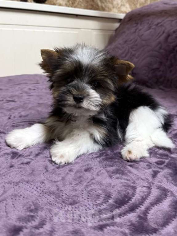 Собаки в Жуковском: Мальчик мини бивер Мальчик, 35 000 руб. - фото 3