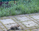 Кошки в Мур: Котенко  красавица , помощь в стерелизации Девочка, Бесплатно - фото 2