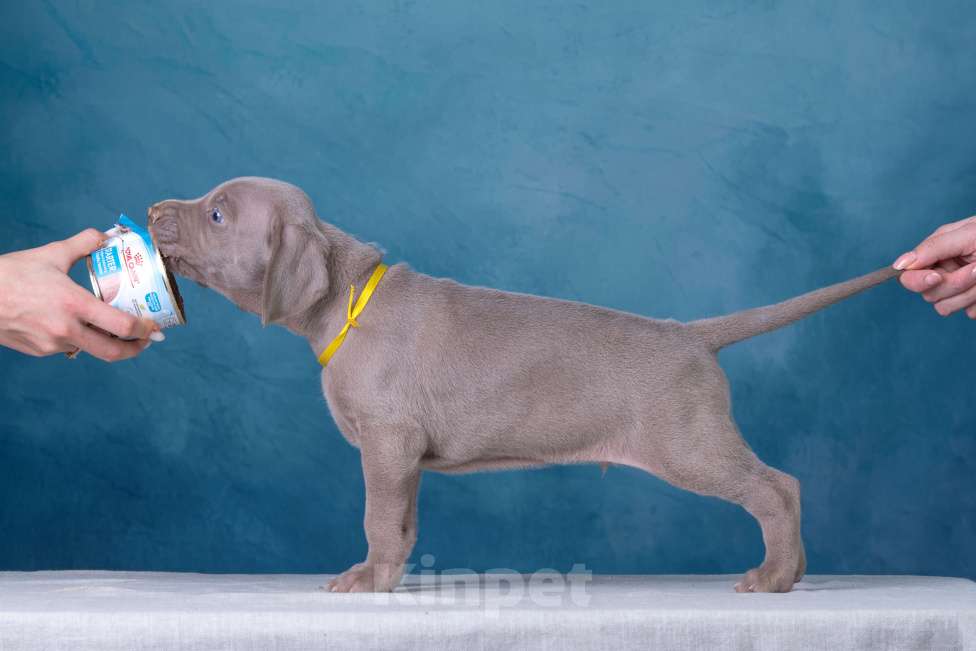 Собаки в Видном: Щенки Веймаранера  Мальчик, 100 000 руб. - фото 9