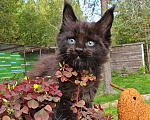 Кошки в Выборге: Черный котенок мейн-кун Мальчик, 80 000 руб. - фото 6