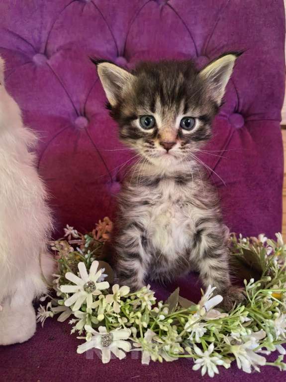 Кошки в Москве: Котята мэйнкунята Мальчик, 40 000 руб. - фото 2