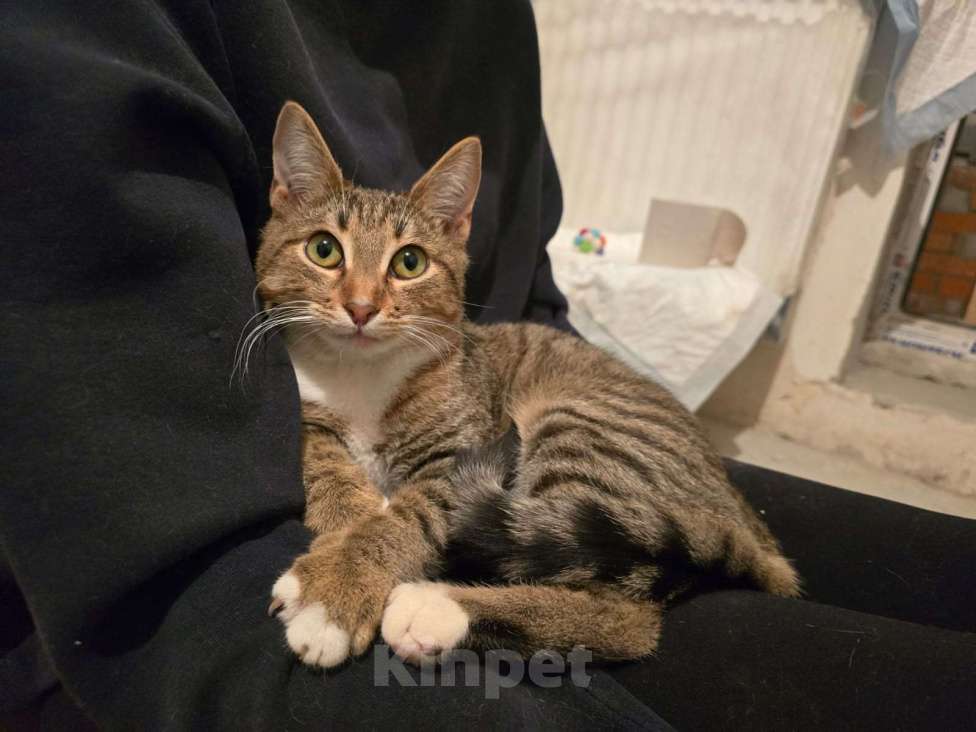 Кошки в Москве: Кнопочка ищет дом! Девочка, Бесплатно - фото 2