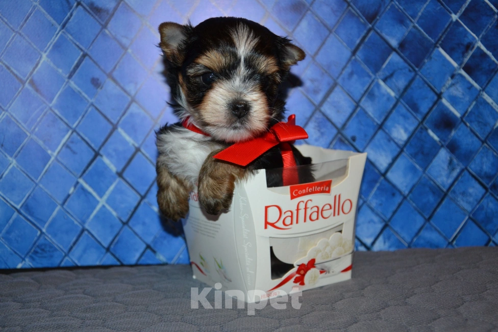 Собаки в Москве: Щенок-мальчик йорка цветного окраса  Мальчик, 25 000 руб. - фото 4