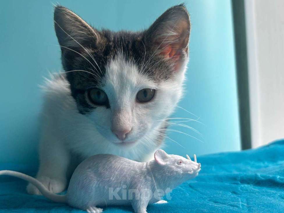 Кошки в Санкт-Петербурге: Маленький нежный котёнок Девочка, Бесплатно - фото 6