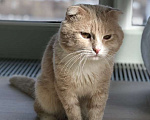 Кошки в Москве: Рыжий шотландский вислоухий кот Рио в добрые руки Мальчик, Бесплатно - фото 2