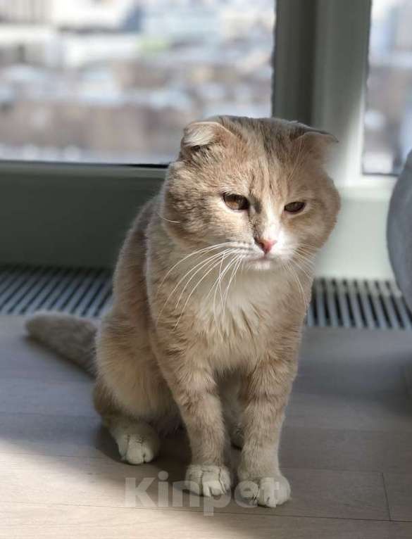 Кошки в Москве: Рыжий шотландский вислоухий кот Рио в добрые руки Мальчик, Бесплатно - фото 2