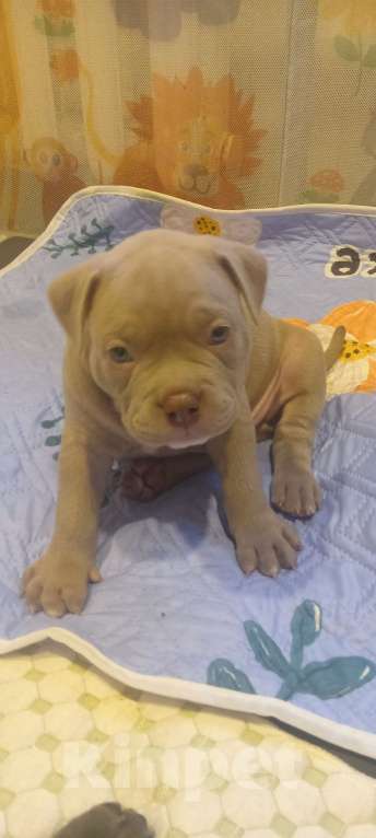 Собаки в Санкт-Петербурге: Мальчик Мальчик, 150 000 руб. - фото 4