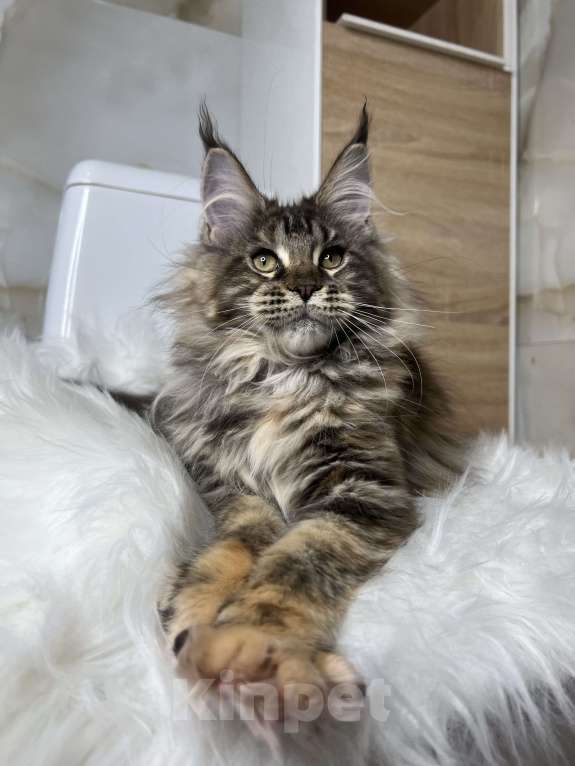 Кошки в Краснодаре: Мейн-кун девочка в разведение Девочка, 130 000 руб. - фото 1