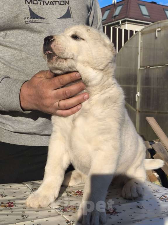 Собаки в Ногинске: Предлагаются к продаже щенки среднеазиатсой овчаркаи (алабай)я Разнополые, 50 000 руб. - фото 6