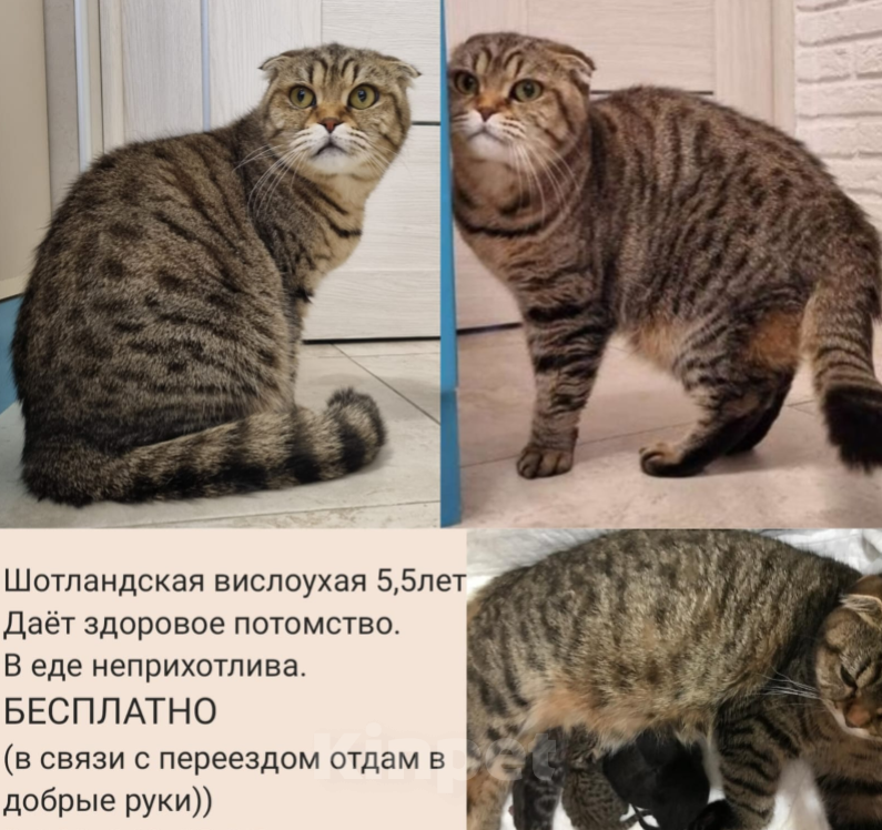 Кошки в Сочи: Домашняя шотландская вислоухая кошка Милашка  Девочка, Бесплатно - фото 4