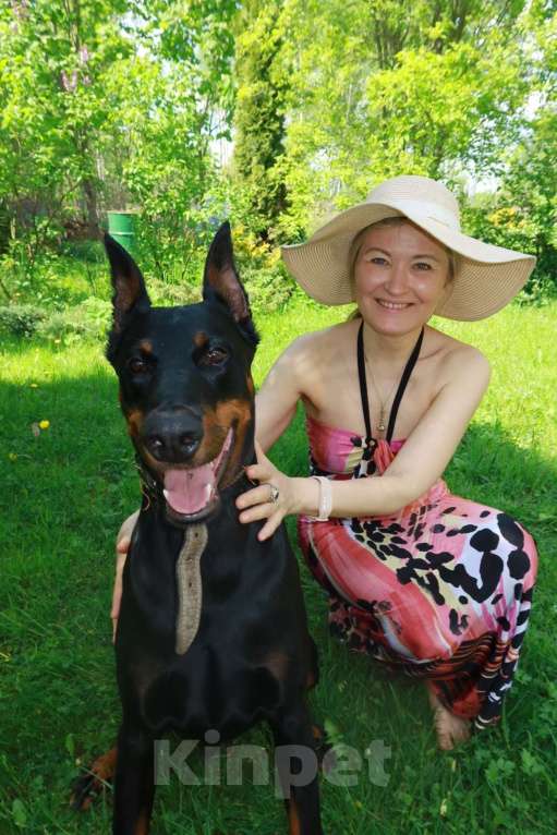 Собаки в других городах Московской области: Смоки ищет семью! Мальчик, Бесплатно - фото 10