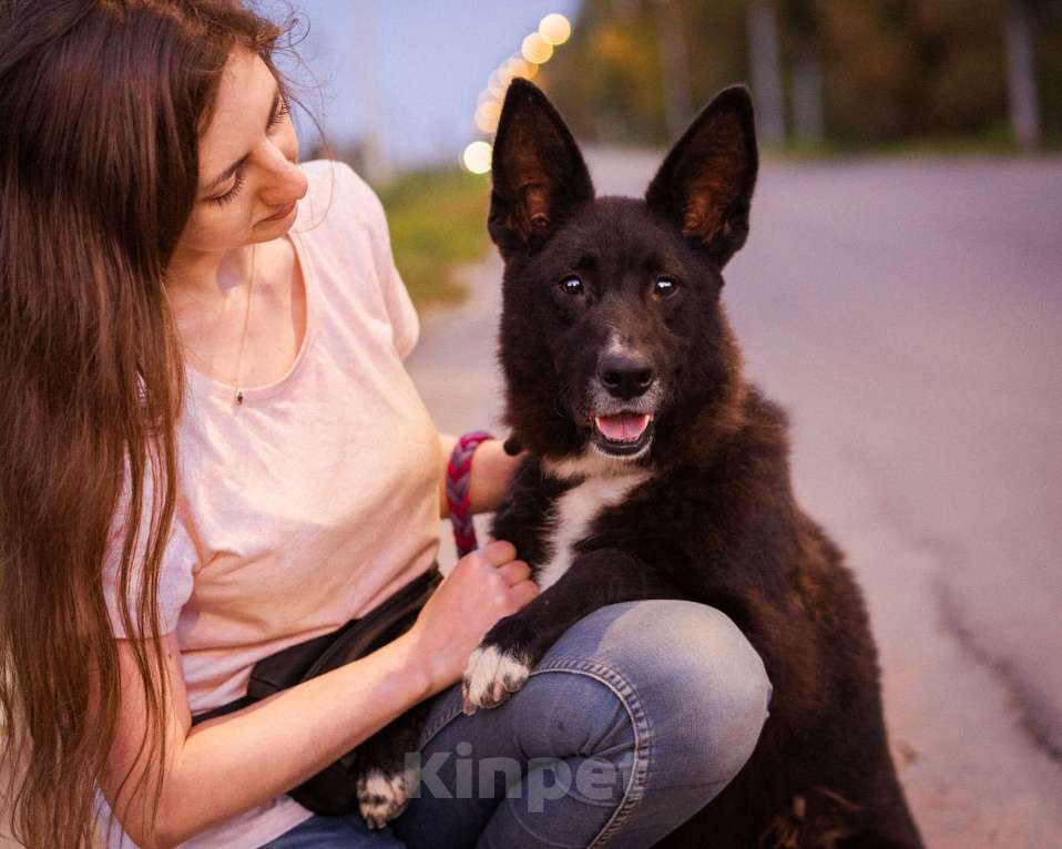 Собаки в Москве: Пуфик в поисках дома! Мальчик, Бесплатно - фото 7