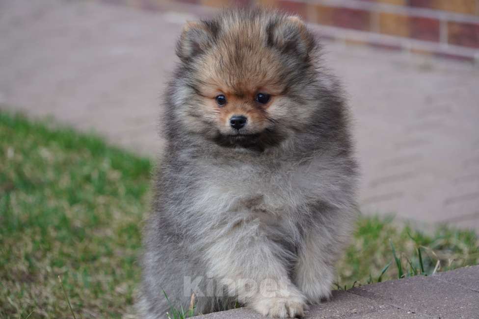 Собаки в Москве: Шпиц Мальчик, 30 000 руб. - фото 2
