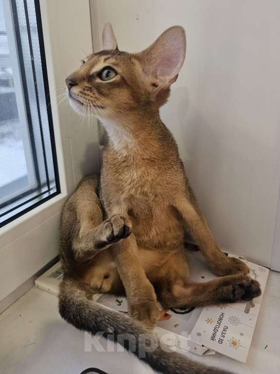 Кошки в Екатеринбурге: Абиссинский котёнок  Мальчик, Бесплатно - фото 5