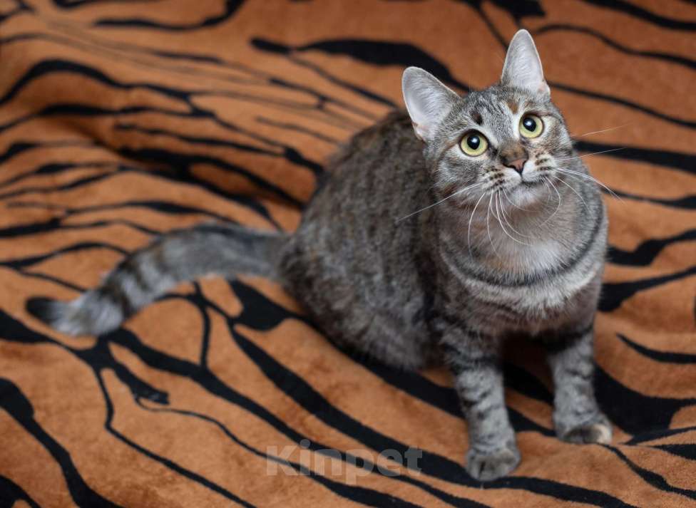 Кошки в Москве: Ручная и ласковая кошечка Джули в дар Девочка, 1 руб. - фото 9