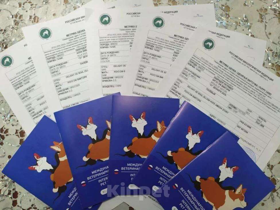 Собаки в других городах Ульяновской области: Щенки Лабрадора ретривера Разнополые, Бесплатно - фото 5