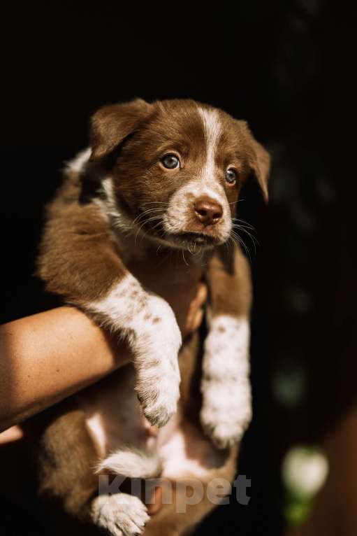 Собаки в Щелково: щенки бордер колли Мальчик, Бесплатно - фото 3