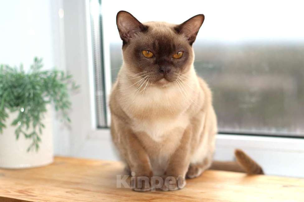 Кошки в Москве: Бурма - шоколадный котик Ангел Мальчик, 70 000 руб. - фото 1