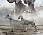 Собаки в Самаре: Шикарные щенки от шикарных родителей породы веймаранер  Мальчик, 75 000 руб. - фото 1