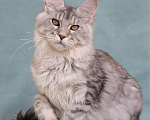 Кошки в Мытищах: Котенок Мейн-кун Девочка, 40 000 руб. - фото 1