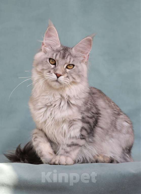 Кошки в Мытищах: Котенок Мейн-кун Девочка, 40 000 руб. - фото 1