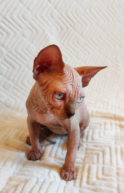 Кошки в Москве: Котёнок канадского сфинкса Мальчик, 35 000 руб. - фото 7