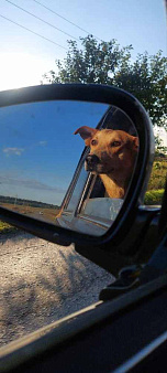 Классному активному псу нужна новая семья!!!