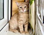 Кошки в Москве: Кругленький рыжий котёнок Лучик в добрые руки Мальчик, Бесплатно - фото 1