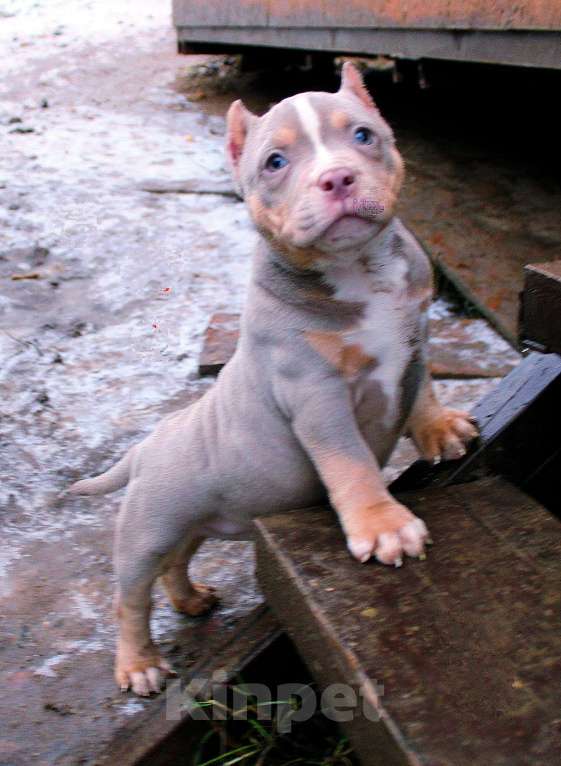 Собаки в Москве: Маленькие булочки Девочка, 90 000 руб. - фото 7