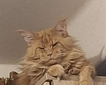 Кошки в Санкт-Петербурге: Котёнок девочка Мейн куна Девочка, Бесплатно - фото 2