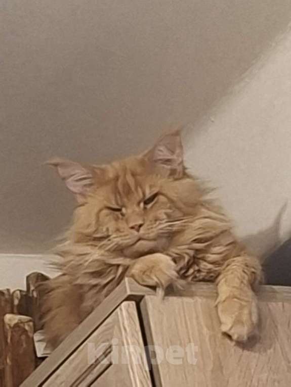 Кошки в Санкт-Петербурге: Котёнок девочка Мейн куна Девочка, Бесплатно - фото 2