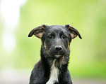 Собаки в Москве: 3 красивых щенка: метисы лабрадора и овчарки Мальчик, Бесплатно - фото 7