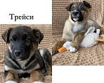 Собаки в Москве: Ищут дом два домашних щенка — Тайра и Трейси (мама — алано эспаньол) Девочка, Бесплатно - фото 3