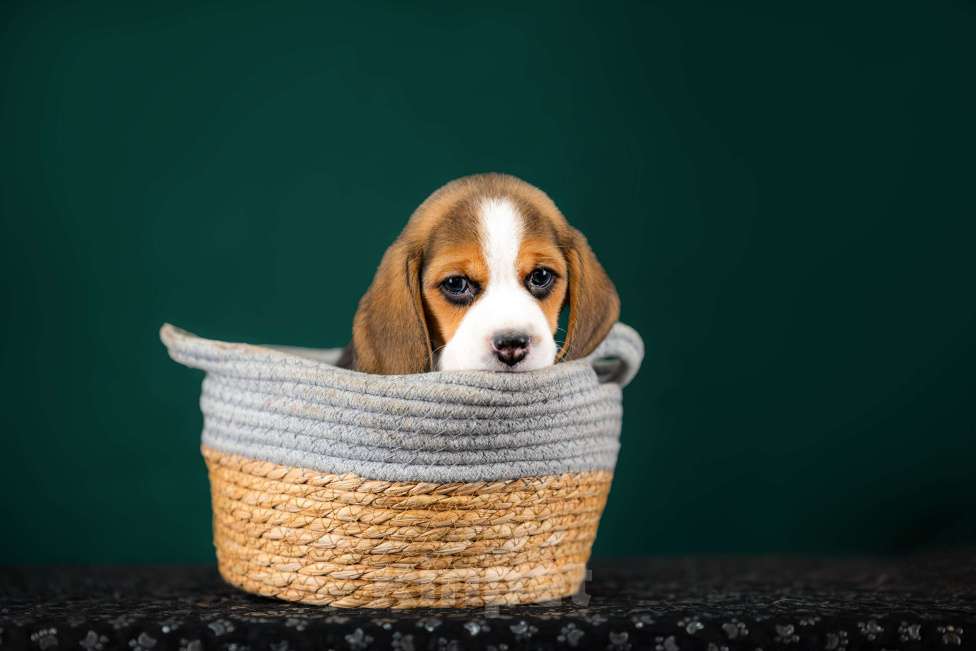 Собаки в Москве: Щенки Бигля питомник РКФ Мальчик, 60 000 руб. - фото 2