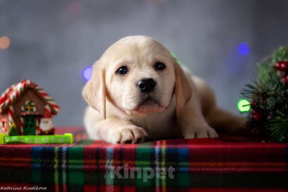 Собаки в Москве: Щенок лабрадора  Мальчик, 80 000 руб. - фото 3