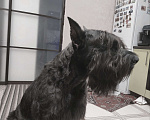 Собаки в Москве: Ризеншнауцер кобель чемпион для вязки  Мальчик, 20 000 руб. - фото 4