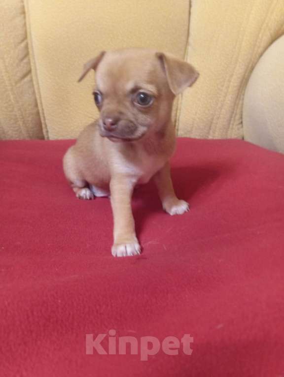 Собаки в Москве: Щенок чихуахуа  Мальчик, 20 000 руб. - фото 1