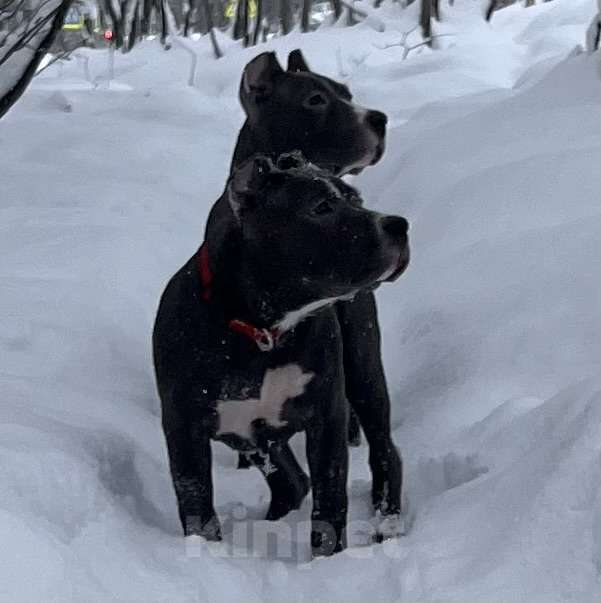 Собаки в Мурманске: Американский булли Девочка, 80 000 руб. - фото 6