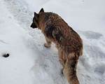 Собаки в Электроуглях: Найдены две немецкие овчарки Девочка, Бесплатно - фото 4