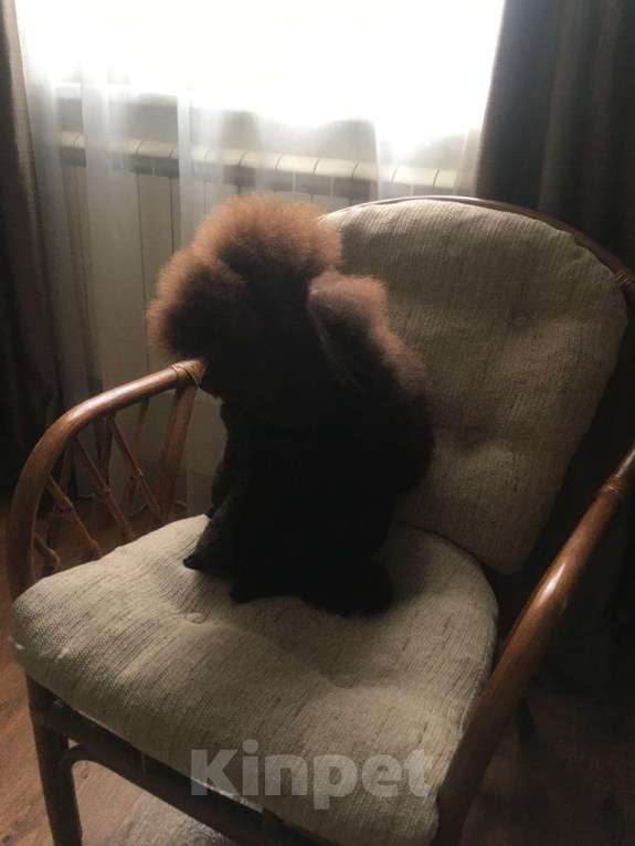 Собаки в Воронеже: Вязка с  коричневым миниатюрным (29см) пуделем Мальчик, 20 000 руб. - фото 3