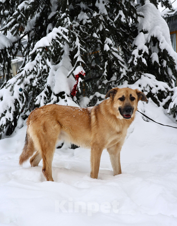 Собаки в Москве: Собака бесплатно Москва Мальчик, Бесплатно - фото 1