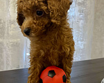 Собаки в Москве: Мальчик той- пудель  Мальчик, Бесплатно - фото 2