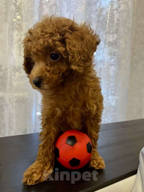 Собаки в Москве: Мальчик той- пудель  Мальчик, Бесплатно - фото 2