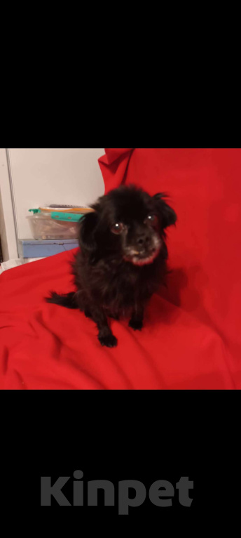 Собаки в Санкт-Петербурге: Собака в добрые руки  Девочка, Бесплатно - фото 2