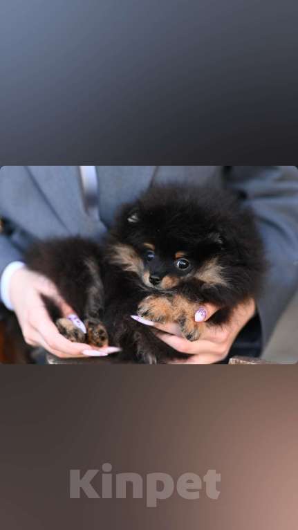 Собаки в Магнитогорске: Хаммер обольститель сердец Мальчик, 35 000 руб. - фото 4