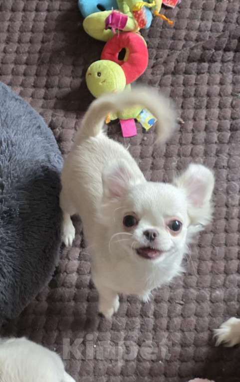 Собаки в Москве: ЖЕ ТЕМ Я ТЕБЯ ЛЮБЛЮ Мальчик, 100 000 руб. - фото 1