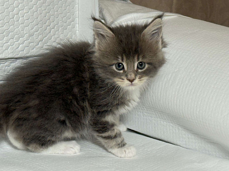 Кошечка редкого окраса